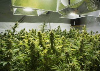 Polizei fordert Entkriminalisierung von Cannabis