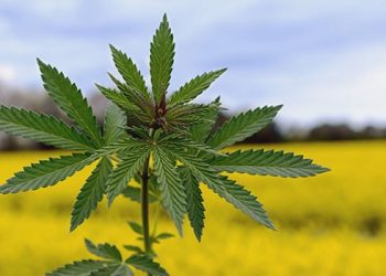 Österreich: Cannabis ist die Arzneipflanze des Jahres