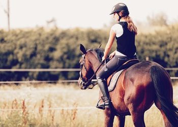 CBD hilft kranken Pferden