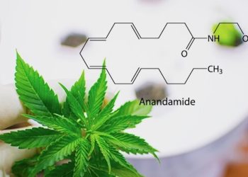 Die Funktion der Endocannabinoide