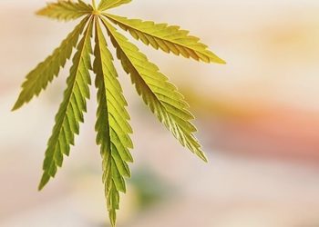 Eine Pflanze mit Geschichte