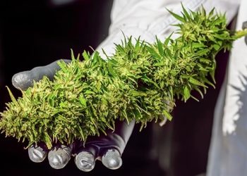 Die neuroprotektive Wirkung von Cannabis