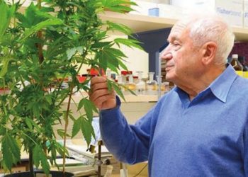 Raphael Mechoulam als Ur-Cannabinoid-Pionier