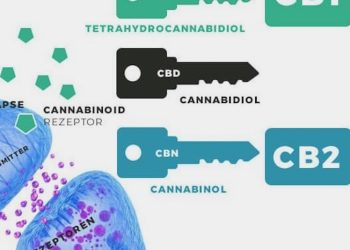 Cannabinoid-Rezeptoren in unserem Körper
