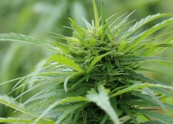 Phytocannabinoide – rein pflanzlich