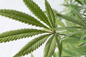 Hempy Buckets - Das wohl günstigste DIY-Hydroponiksystem der Welt