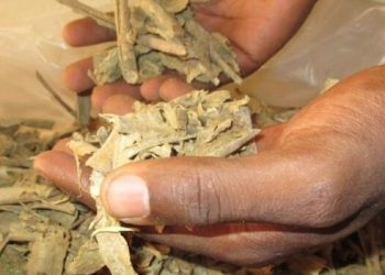 Eine „Droge“ gegen die Drogensucht?