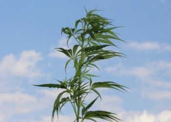 Exogene Cannabinoide