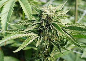 Anbaumethoden: Screen Of Green (ScrOG)