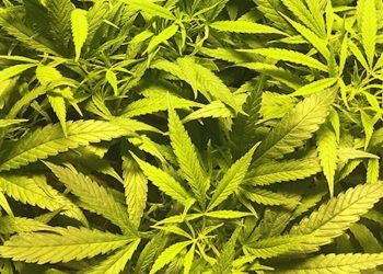 Anbaumethoden: Sea Of Green (SOG)