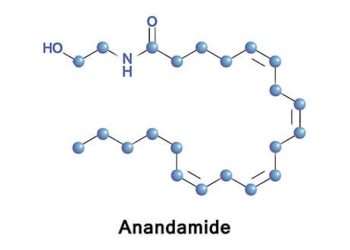 Anandamid – unser Organismus kifft
