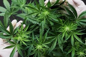 Kannabis Yara İyileşmesini Destekliyor