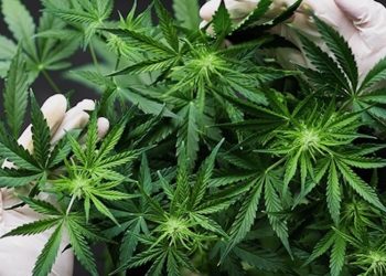 Cannabis unterstützt die Wundheilung