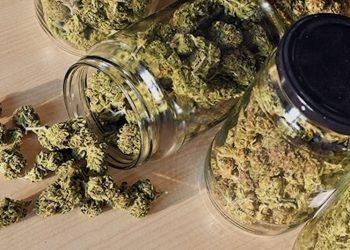 Curing von Cannabis – besseres Raucherlebnis durch Fermentation