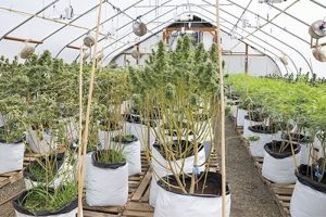 Yetiştirme Yöntemi: Defoliyasyon / Yaprak Çıkarma