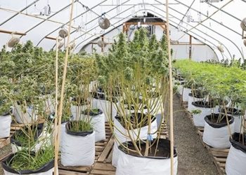 Anbaumethode: Defoliation / Entlaubung