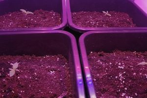 G-Tools Bonanza #2 - Die Ertragsoptimierung