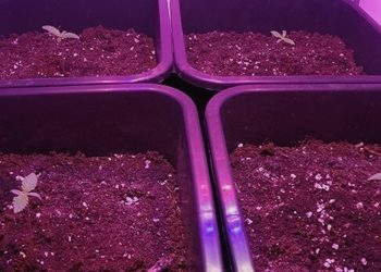 G-Tools Bonanza #2 – Die Ertragsoptimierung