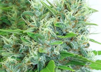 Kali Mist Strain Review