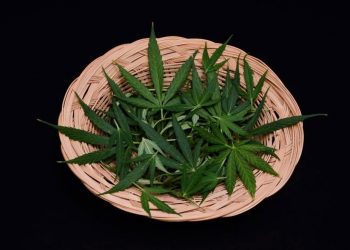 Legalisierungsfahrplan – Retrospektive und Perspektive