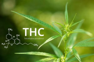 Delta-9-THC – Droge oder Medizin?