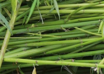 Zellstoff Hanf für die Papiergewinnung