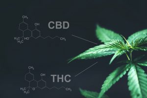 THC und CBD bei psychischen  Erkrankungen