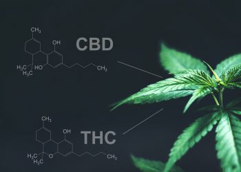 THC und CBD bei psychischen  Erkrankungen