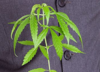 Ob akut oder chronisch – CBD lindert Schmerzen
