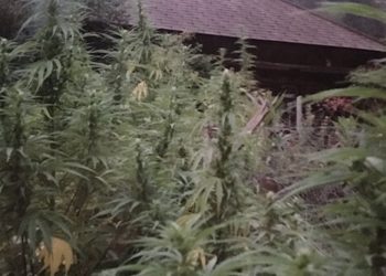 Cannabis Helvetica – zurück zu den Bauern