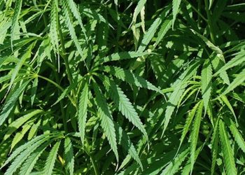 Restless Legs Syndrom und CBD