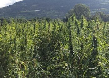 Hanf Tourismus – Eine ganz andere Urlaubsreise