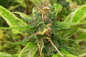 Aprico Delia - Açık Hava Yetiştiricileri için Pseudoacercannabis