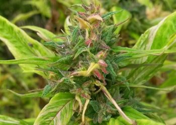 Aprico Delia – Pseudoacercannabis für den Outdoor Freund