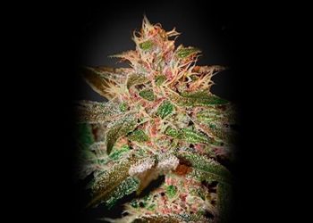 Sortenreview: Pure Kush von Greenhouse Seeds – Ein Ausflug in die Welt des Kushs