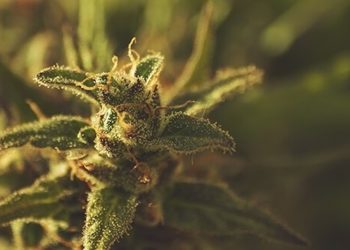 CBD – die neue Königin des Cannabis: Spielt THC noch eine Rolle?