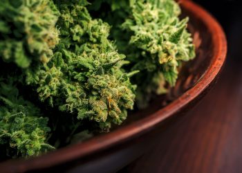 Cannabis-Petition an den Bundestag