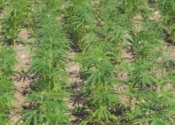 Phytosanierung: Reinigt Hanf PFC Böden?