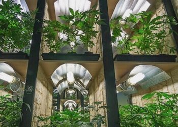 Vom kleinen Ladengeschäft, Mikroorganismen und organischem Booster