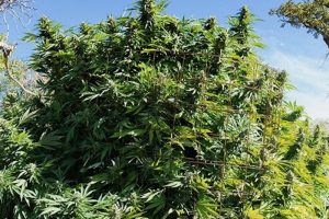 Die richtige Vorbereitung für den ersten Outdoorgrow