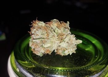 Strainreview: ACDC CBD Strain