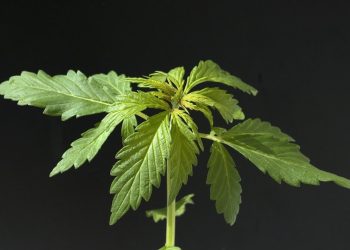 Die CSU lädt zur Cannabis-Podiumsdiskussion in der Oberpfalz