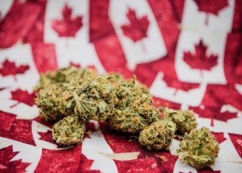Kanadisches Abgeordnetenhaus stimmt für die Legalisierung von Cannabis