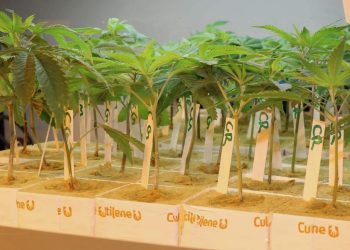 Österreichs größter Cannabis-Bauer verlässt das Land