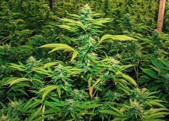 Nevada – Geldsegen durch Cannabis