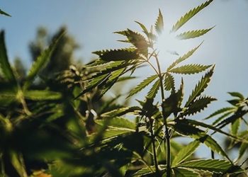 Marihuana bald keine Droge mehr?