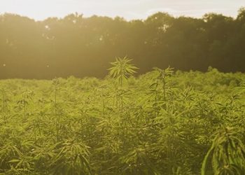 Hanf zum Selberpflücken