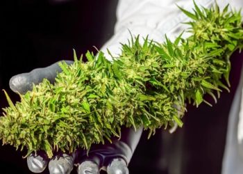 Anbau-Ausschreibung in Deutschland – der zweite Anlauf