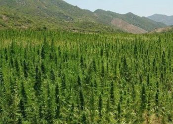 Hanffeld in der Schweiz verwüstet – 10.000 Franken Belohnung ausgesetzt