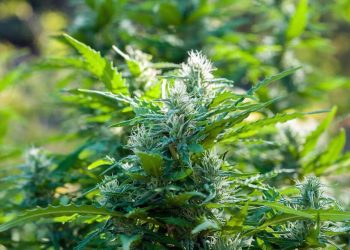 Israel – Die Cannabis-Pioniere